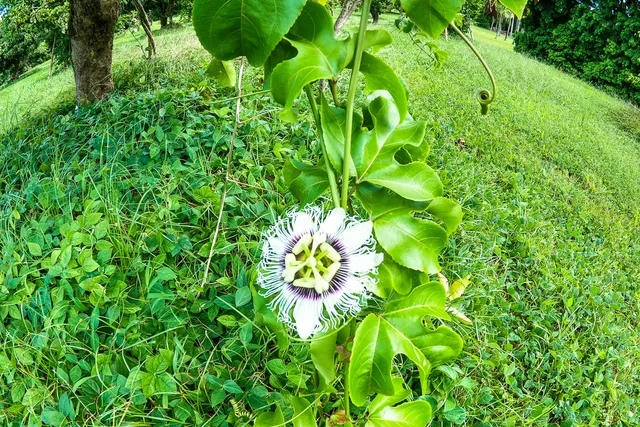$1,299,000 | 13-178 Kamaili Road, Pahoa, HI 96778