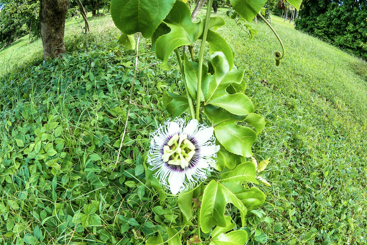 13-178 Kamaili Road Pahoa, HI 96778 - Photo 29 of 30