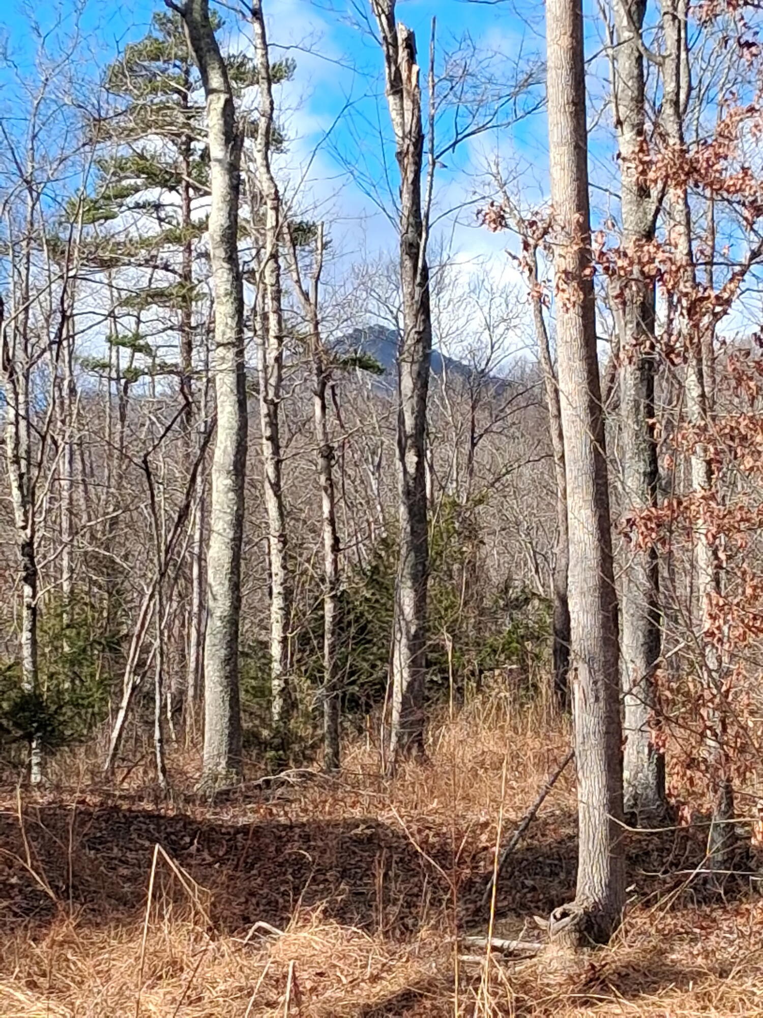 2 Meadors Mill Road Bedford, VA 24523 - Photo 1 of 1 a view of a yard with large trees