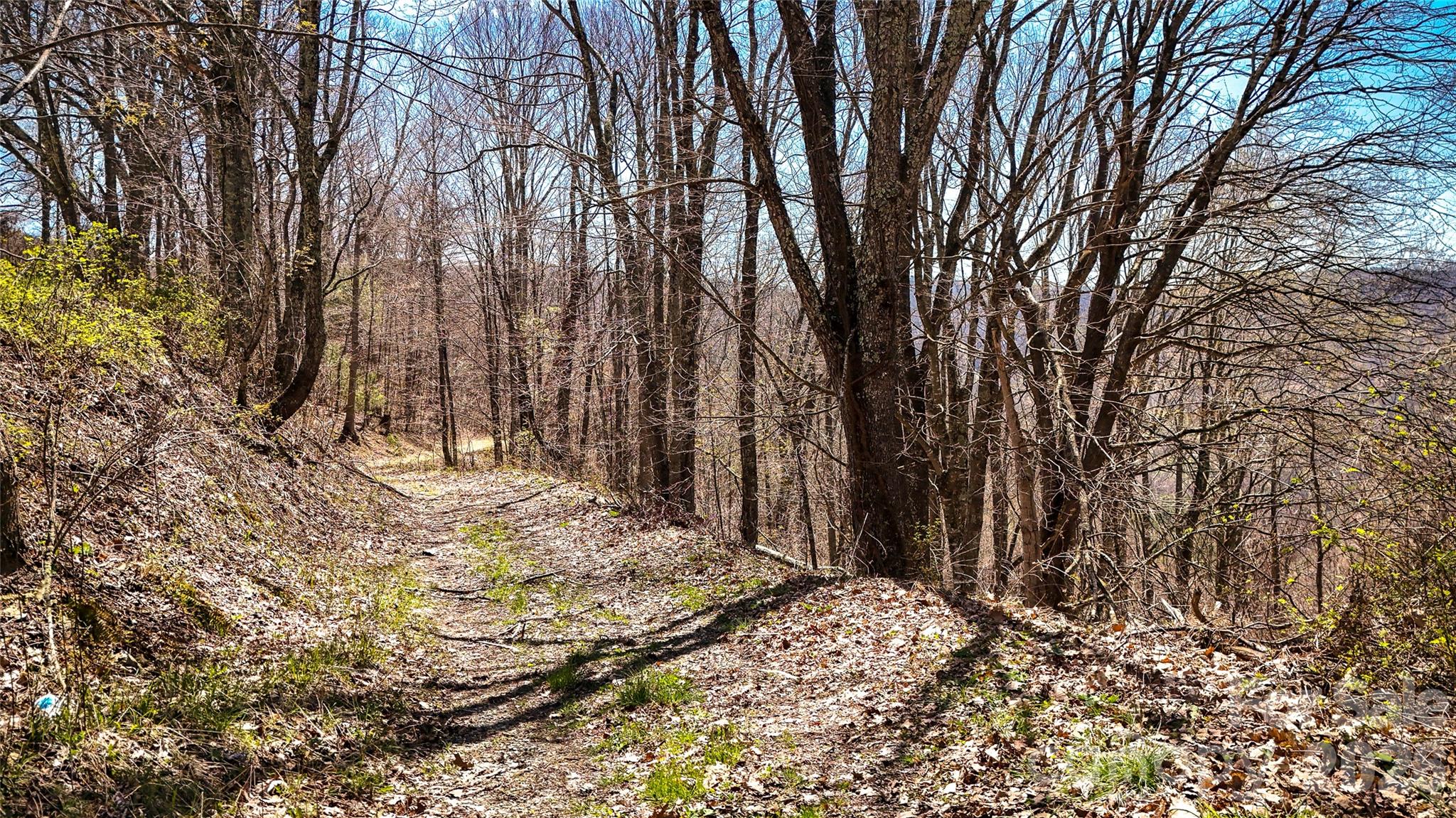 7277 Beech Mountain Road Elk Park, NC 28622 - Photo 3 of 12 a view of a yard with trees