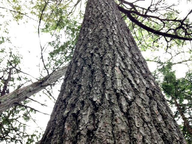 0 Lake Road Princeton, ME 04668 - Photo 8 of 23 Old Growth Timber