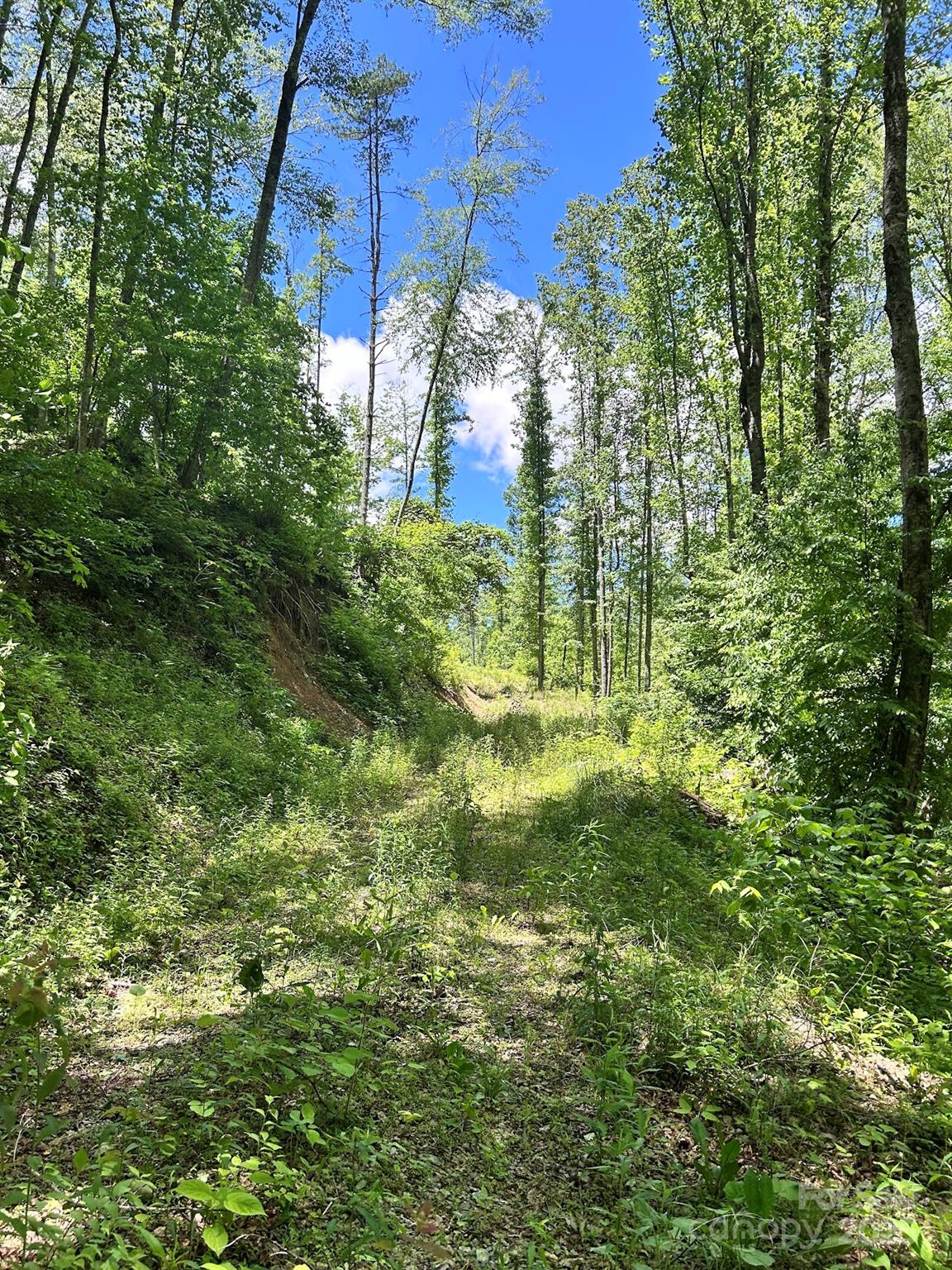 611 Johnson Hollow Road Bakersville, NC 28705 - Photo 28 of 43 a view of a garden