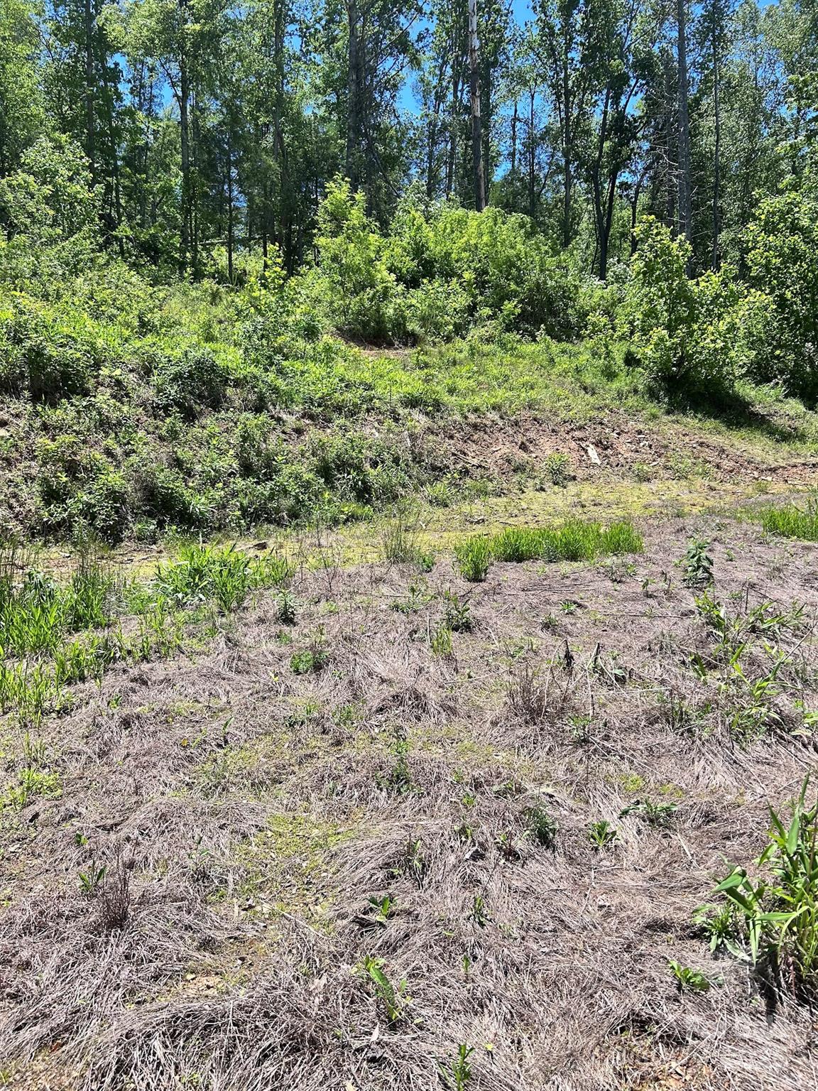 611 Johnson Hollow Road Bakersville, NC 28705 - Photo 30 of 43 a view of a yard with plants and trees