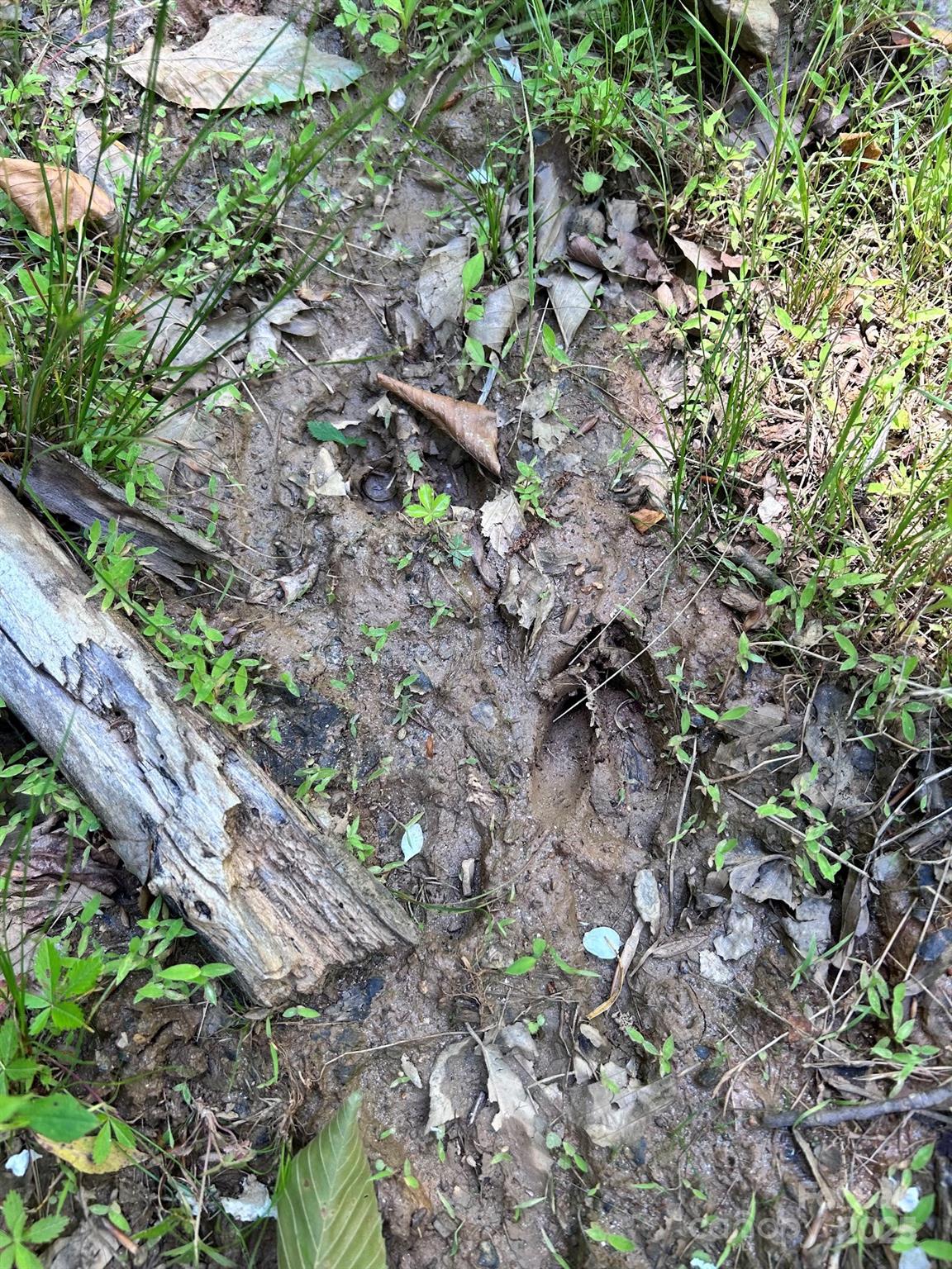 611 Johnson Hollow Road Bakersville, NC 28705 - Photo 31 of 43 a view of a forest with a tree
