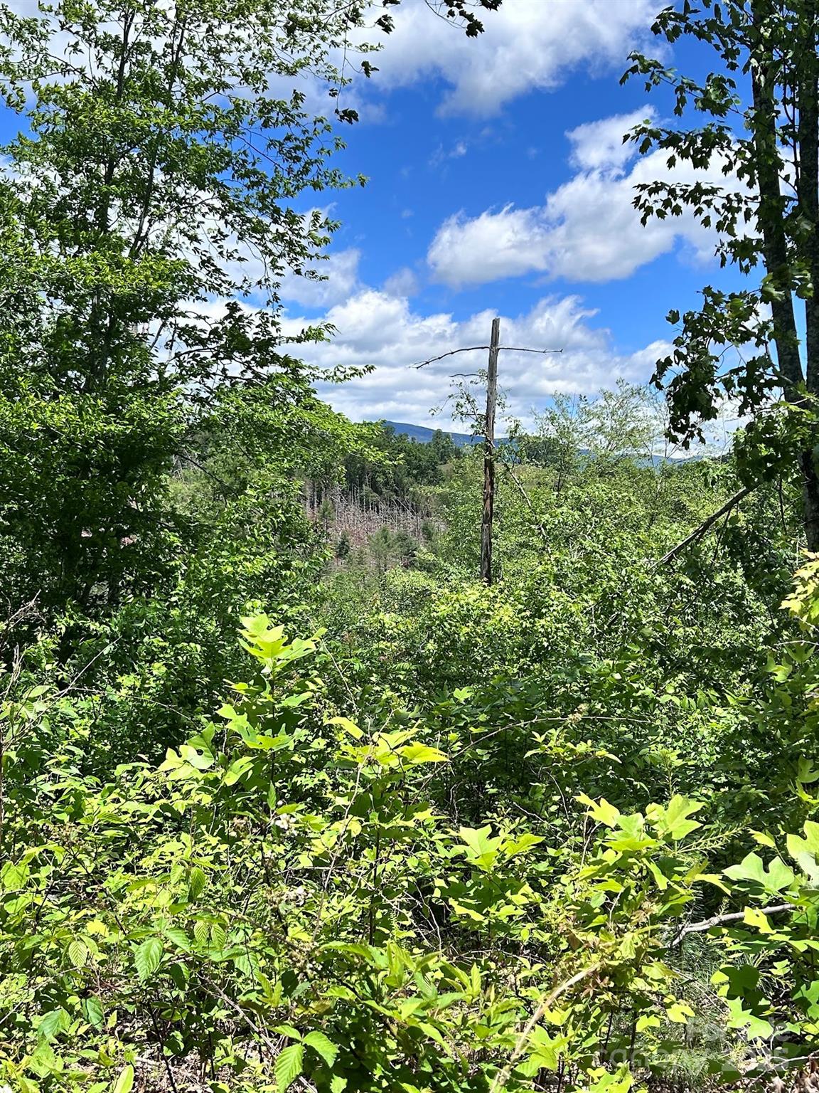 611 Johnson Hollow Road Bakersville, NC 28705 - Photo 34 of 43 a picture of a tree