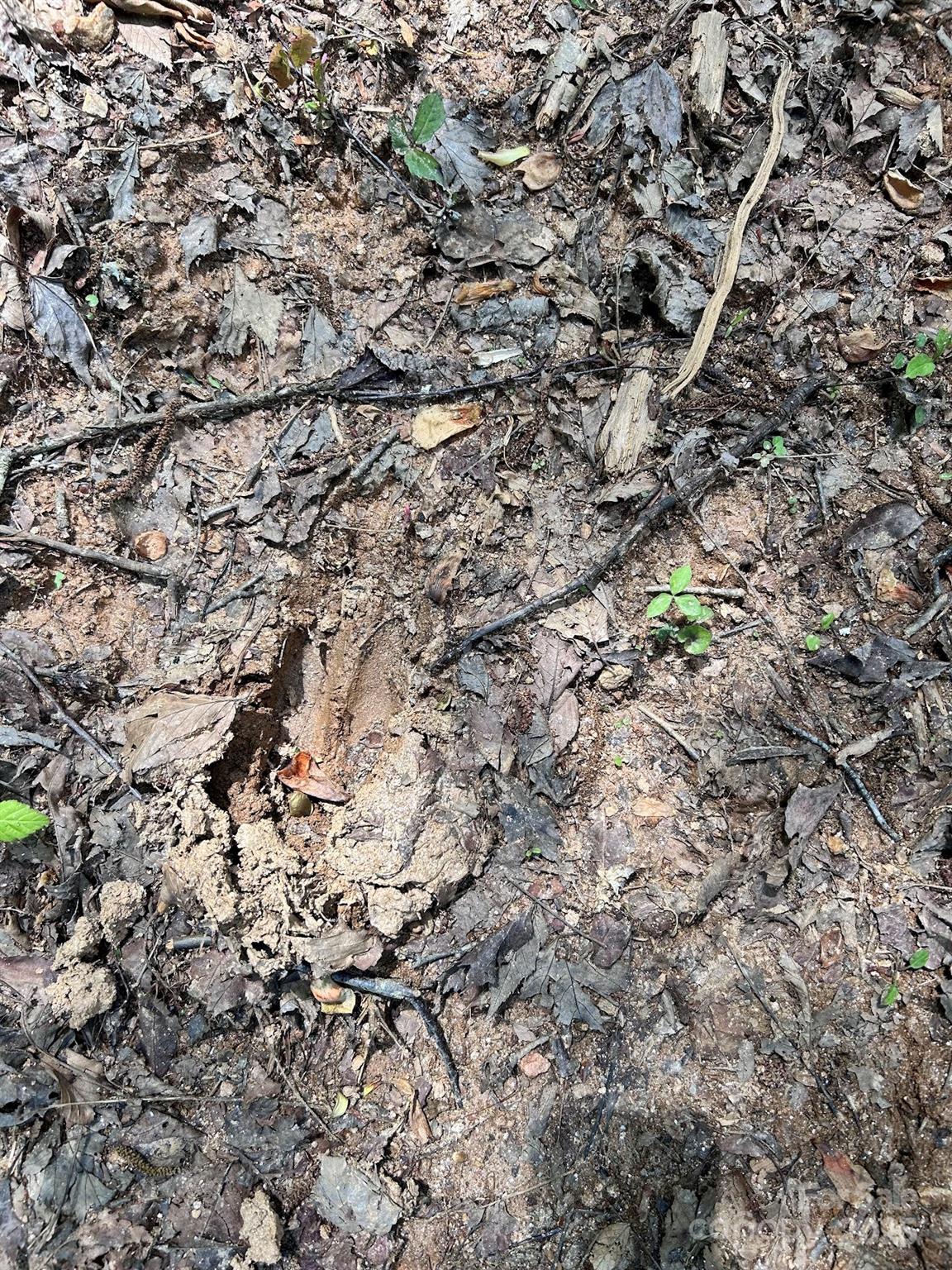 611 Johnson Hollow Road Bakersville, NC 28705 - Photo 35 of 43 a view of a field