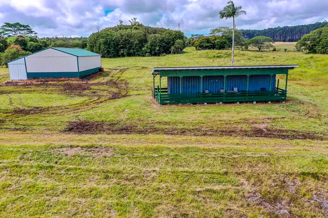 a view of a bunch of plants and trees