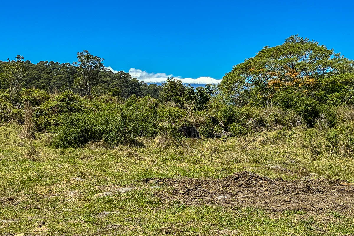 17-4870 Lot A South Road Mountain View, HI 96771 - Photo 12 of 30 a view of a bunch of plants and trees