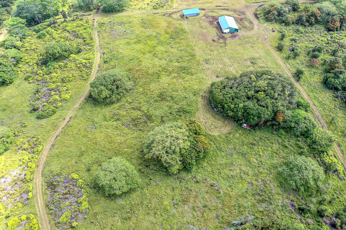 17-4870 Lot A South Road Mountain View, HI 96771 - Photo 14 of 30 a close up of a plant in a garden