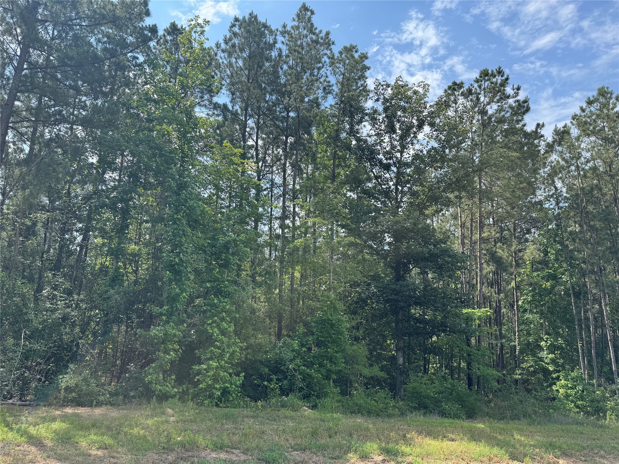 15810 Ridge Rock Road Willis, TX 77378 - Photo 3 of 16 a view of a forest