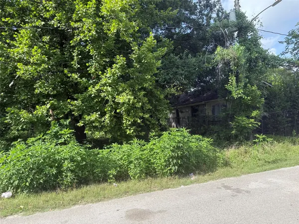 a view of a yard with plants and large trees