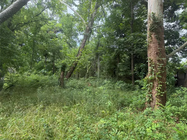 a view of a lush green forest