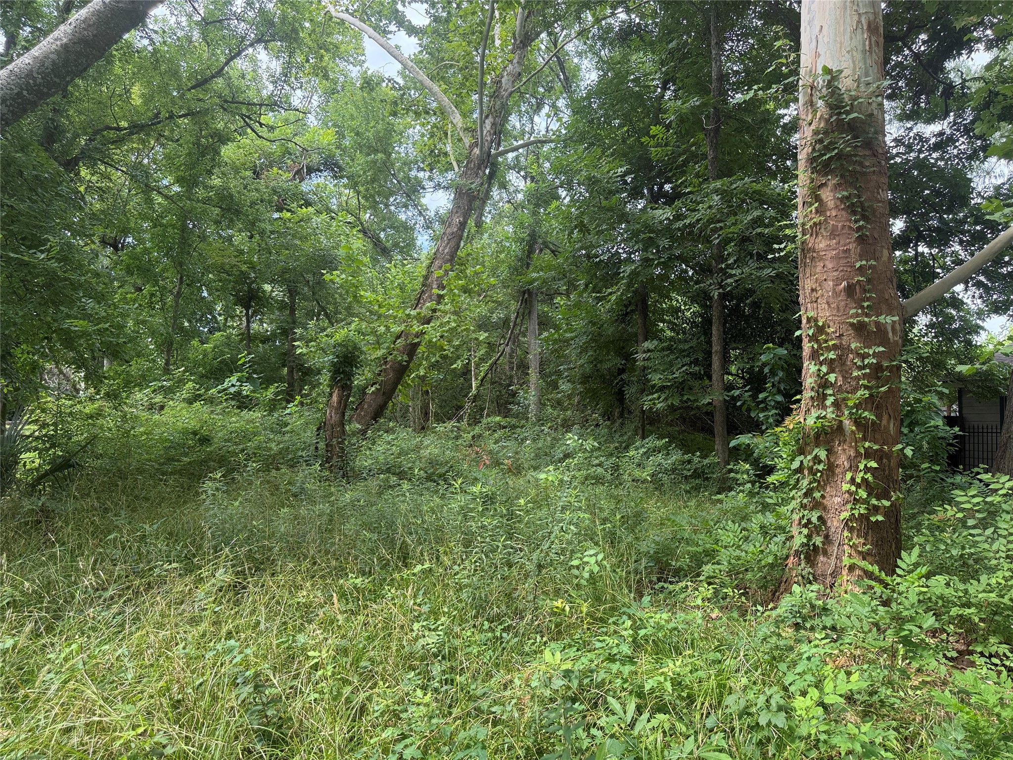 943 Wall Street Houston, TX 77088 - Photo 3 of 6 a view of a lush green forest