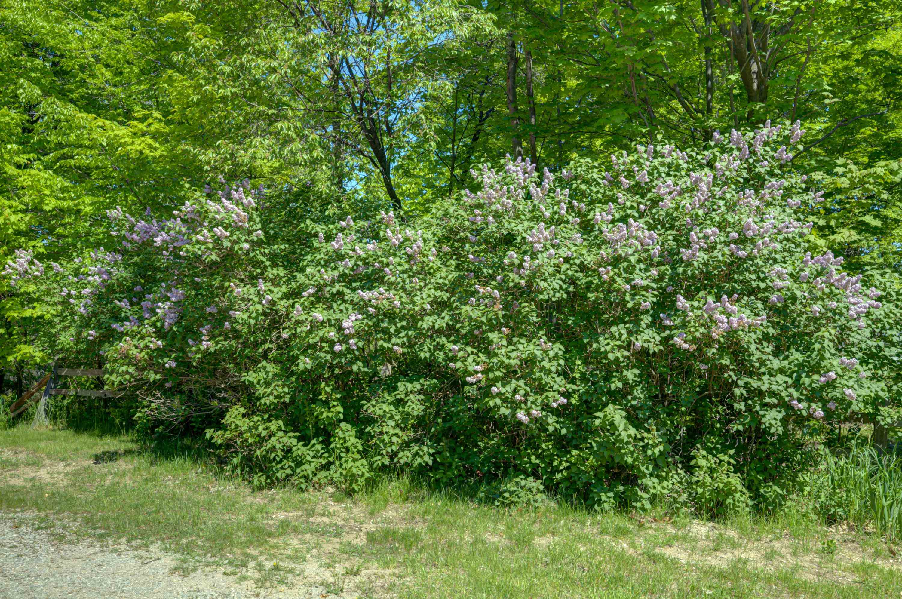 8134 Ruttan Road Northwest Alden, MI 49612 - Photo 4 of 45