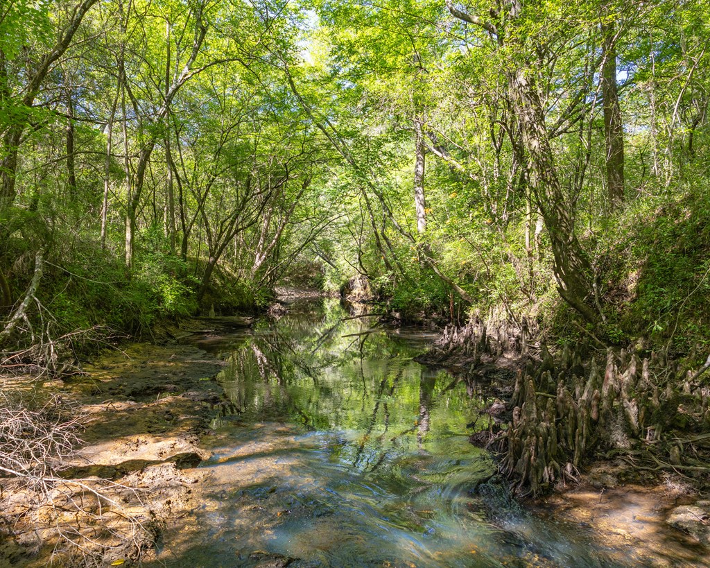 165-acres Harrison Road Kinston, AL 36453 - Photo 6 of 26
