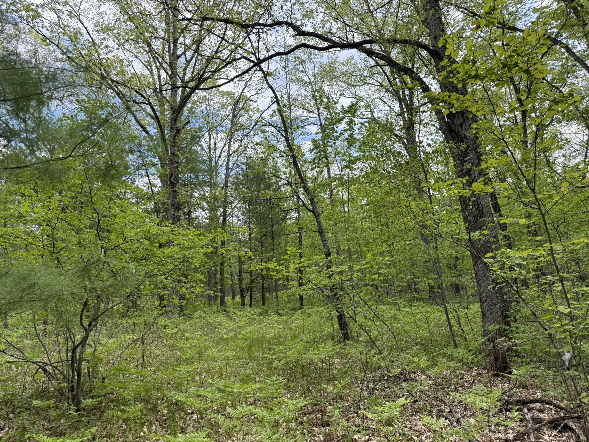 Harris Road Wellston, MI 49689 - Photo 3 of 7 IMG_6494