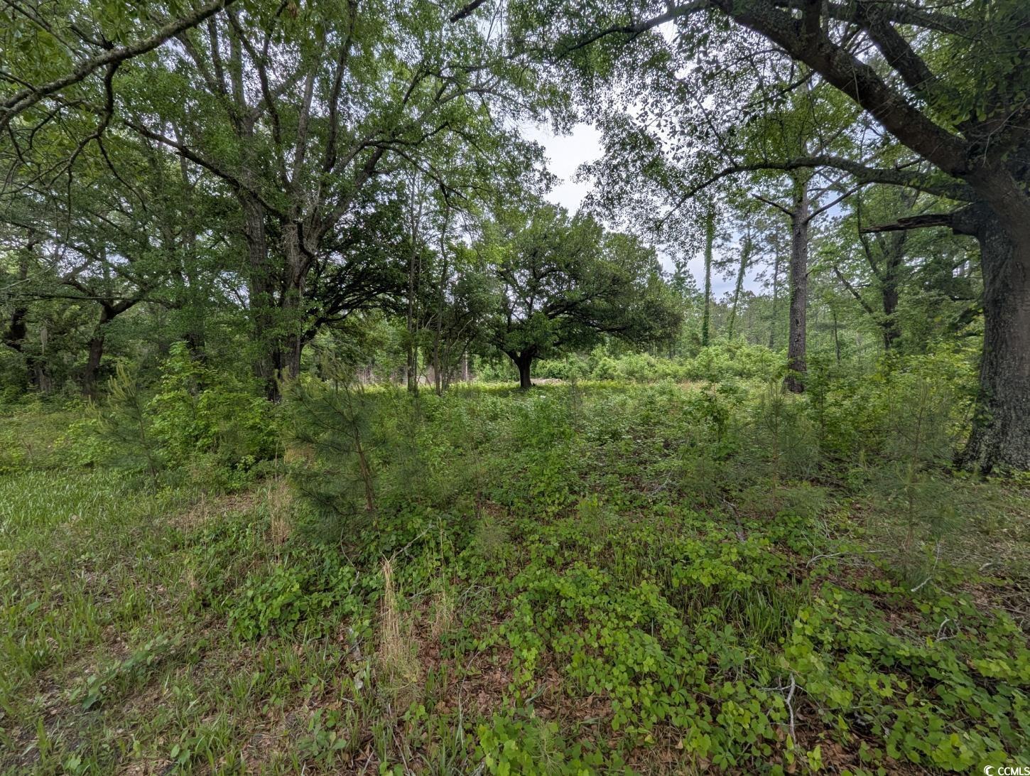 450 Hayfield Road Georgetown, SC 29440 - Photo 5 of 5 View of landscape featuring a wooded view