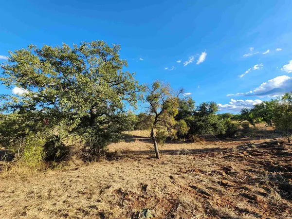 a view of a dry yard with trees