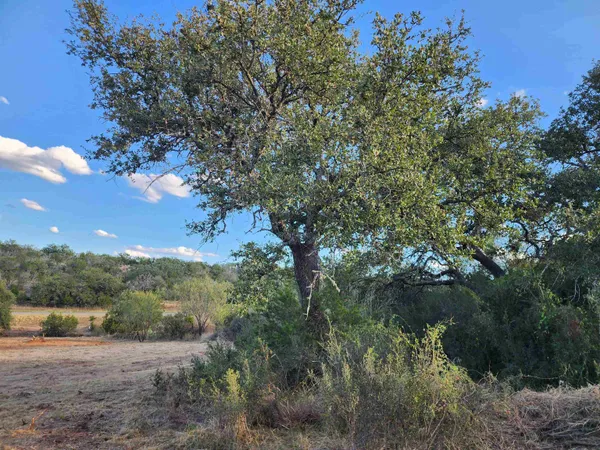 a view of a forest with trees in the background