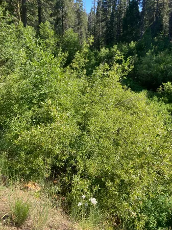 a view of a lush green forest