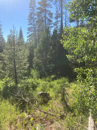 a view of a lake from a yard