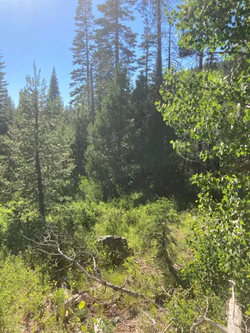 a view of a lake from a yard