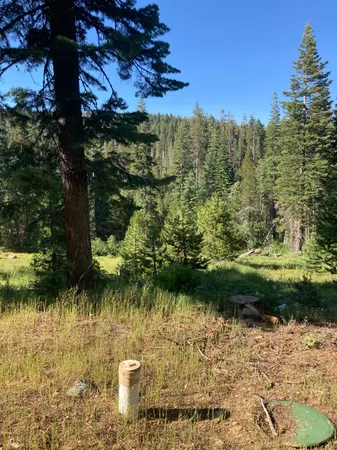 a view of a yard with plants and a tree