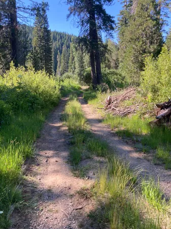 a view of a pathway with a yard