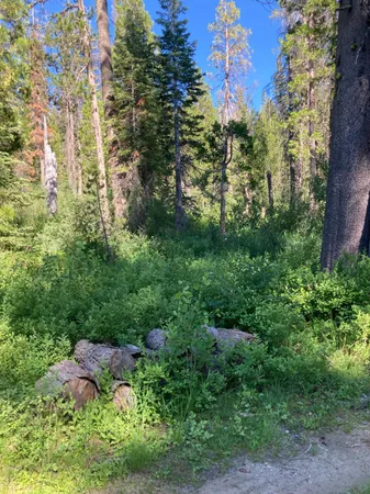 a view of a garden with plants and large trees
