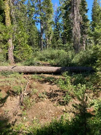 a view of a yard with plants and a bench