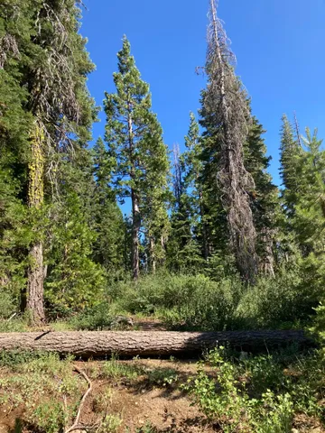a view of a yard with plants
