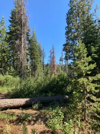 a view of a garden with plants and large trees