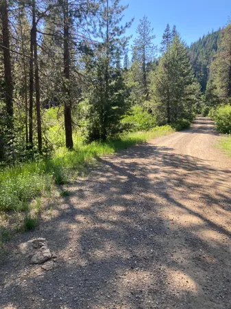 a view of a yard with plants and trees