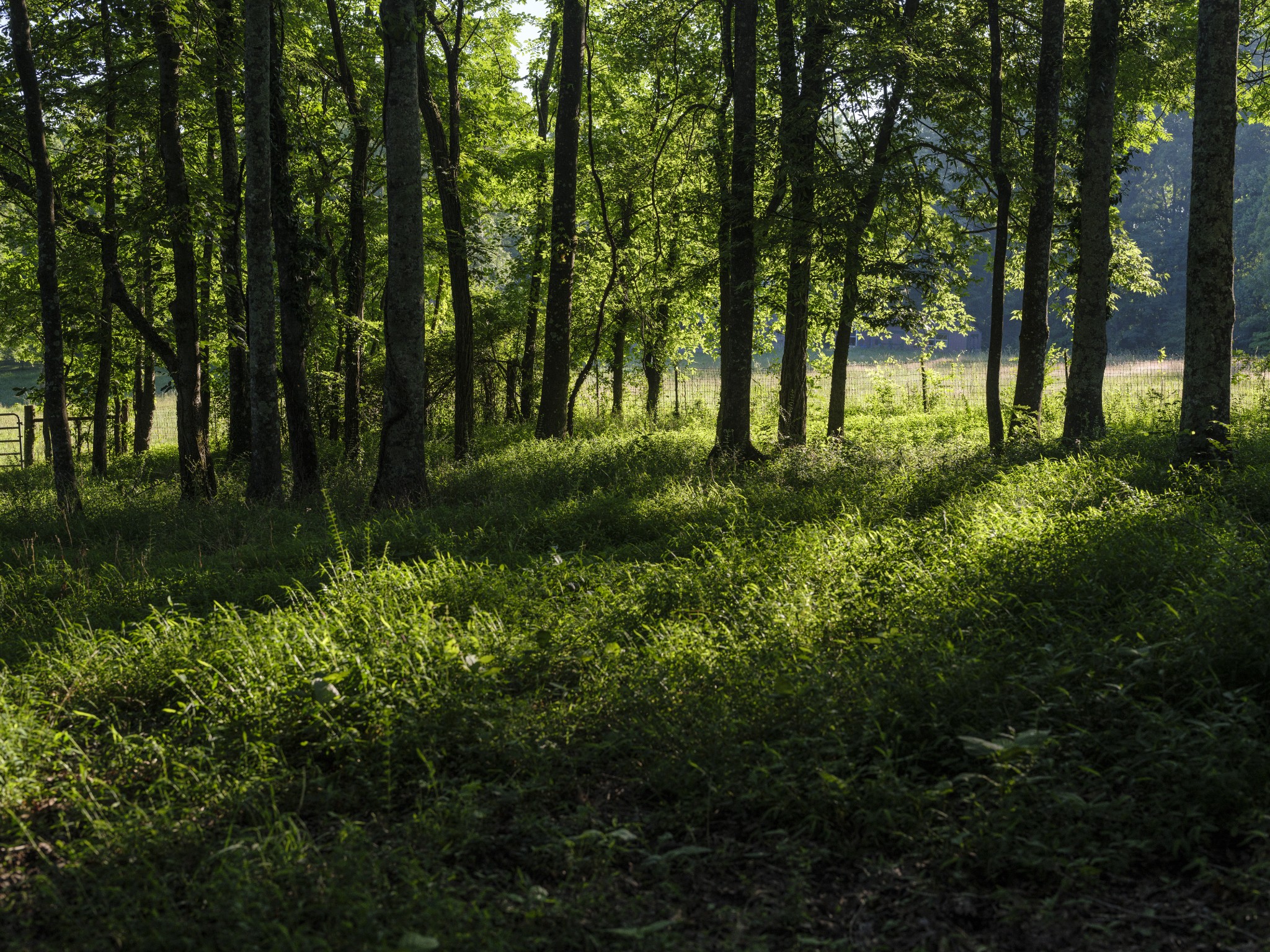 7725 Caney Fork Road Fairview, TN 37062 - Photo 48 of 59