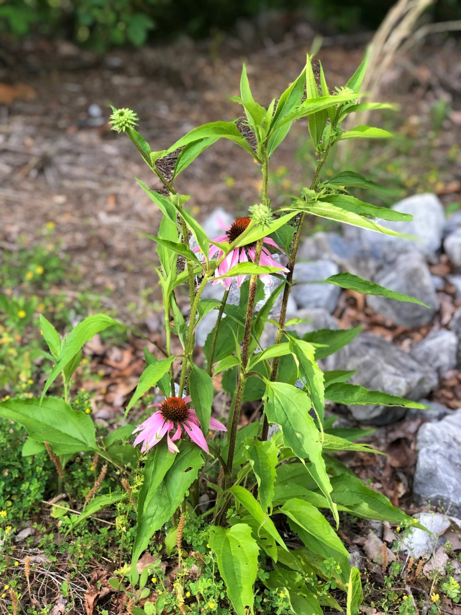 Lot 41 West 4968 Long Rifle Road Walland, TN 37886 - Photo 12 of 13 Wildflowers