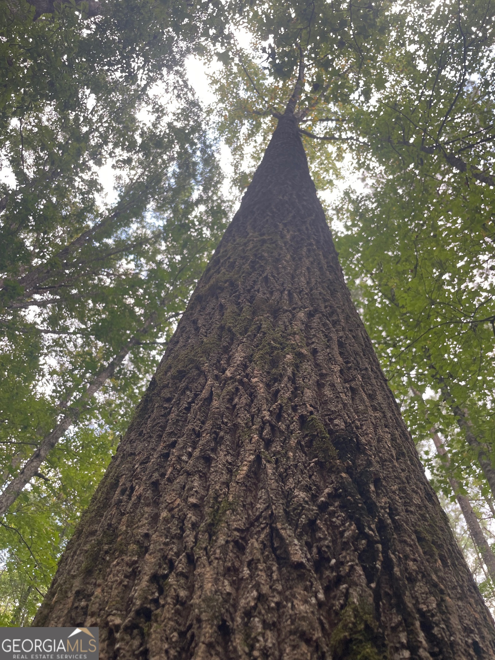 0 Elder Road Griffin, GA 30223 - Photo 22 of 23