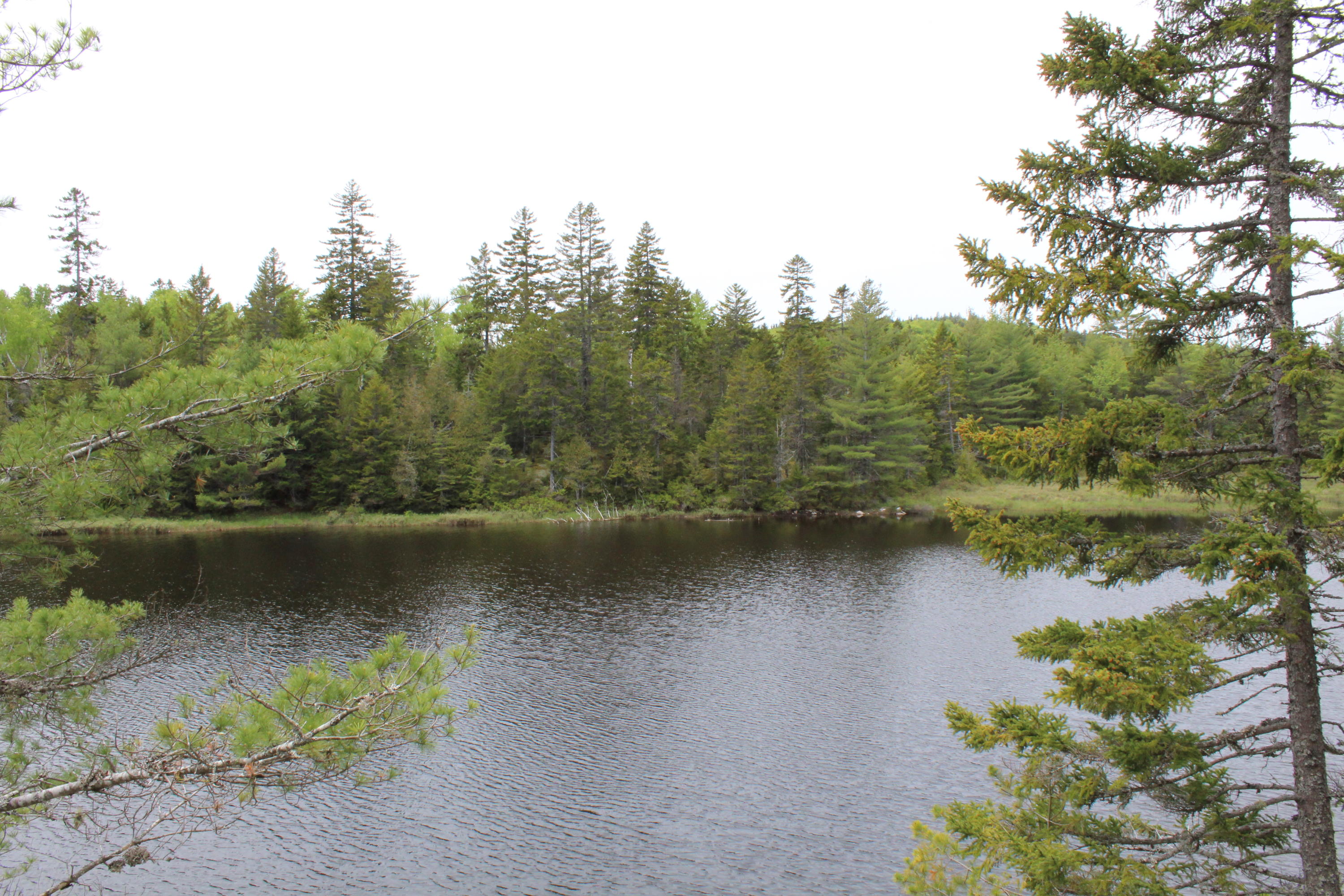 M2-l9 &10 Diffin Hill Road Robbinston, ME 04671 - Photo 53 of 66 IMG_5331