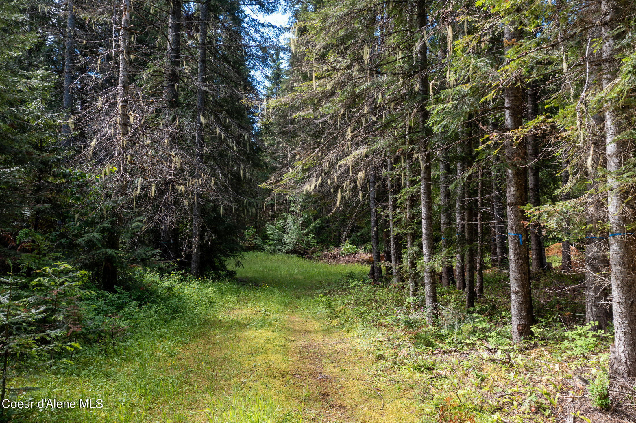 Nna Beaver Creek Road Wallace, ID 83873 - Photo 13 of 57 DJI_0714-HDR-6