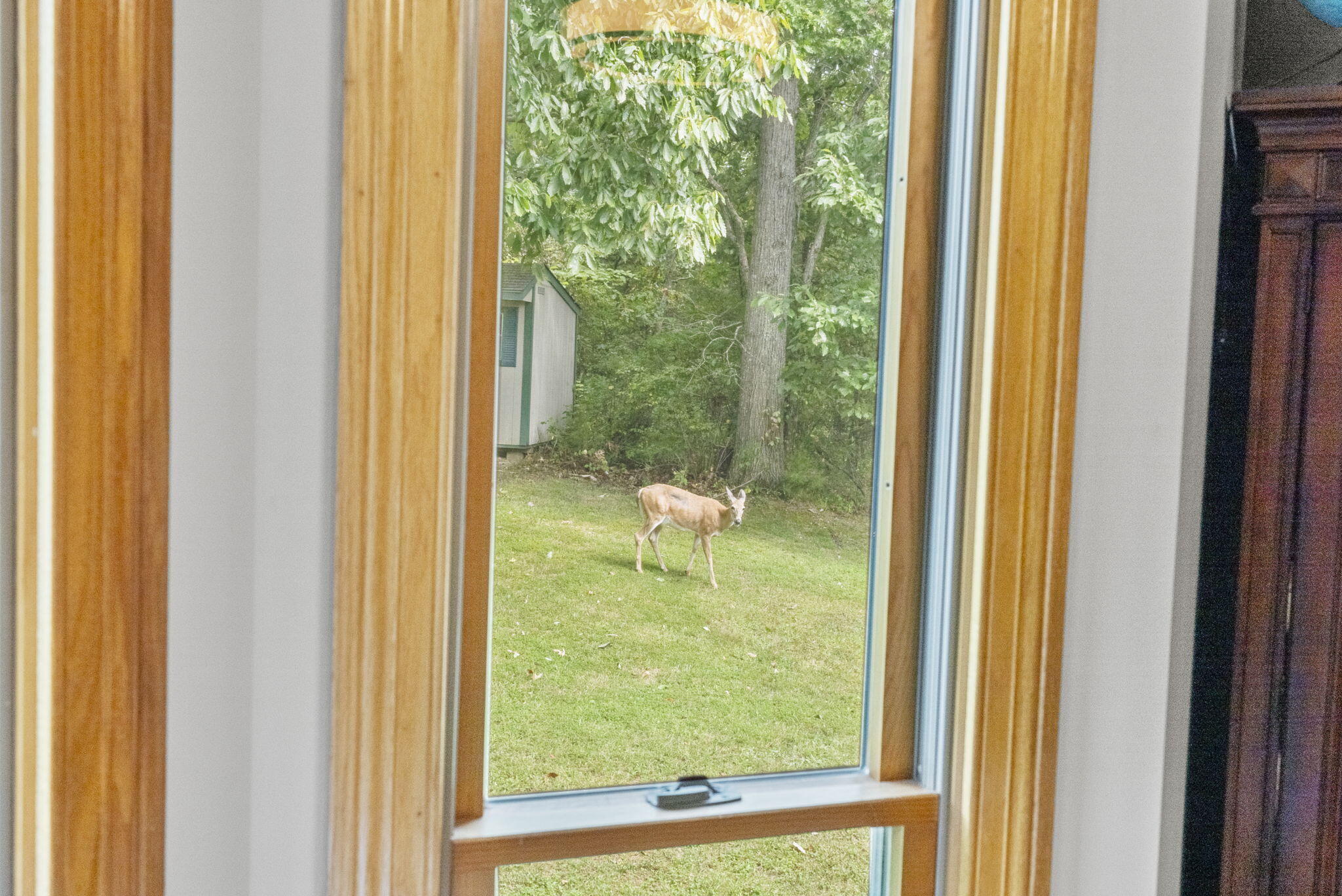 166 Snow Road Cynthiana, KY 41031 - Photo 17 of 68 Abundant Wildlife from every angle
