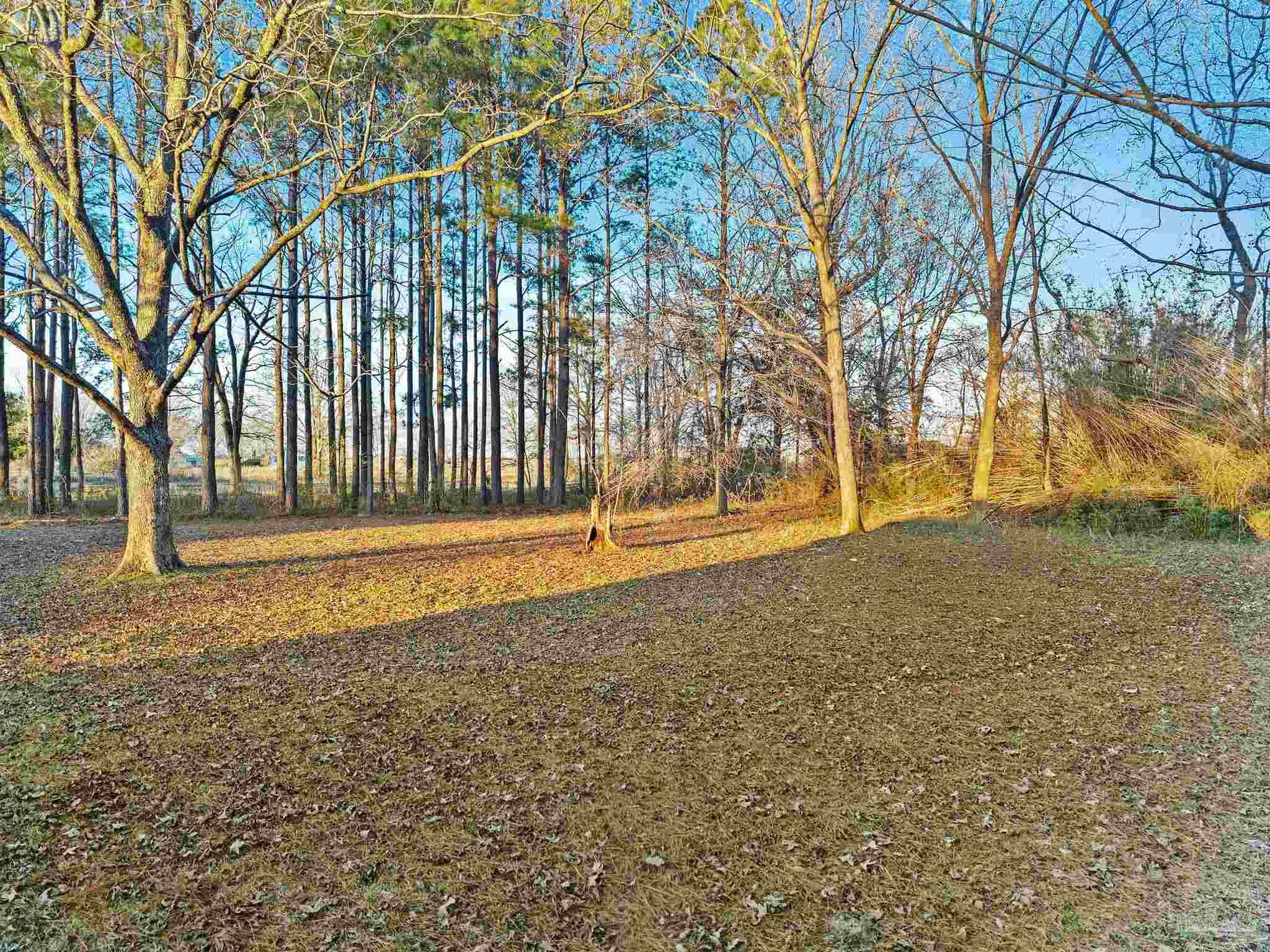5024 Highway 21 Atmore, AL 36502 - Photo 34 of 38 a view of yard with tree