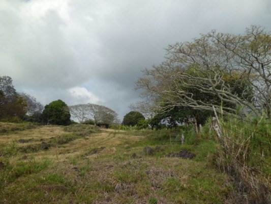 77-3147 Kuni O Road Holualoa, HI 96725 - Photo 1 of 7 a view of a field