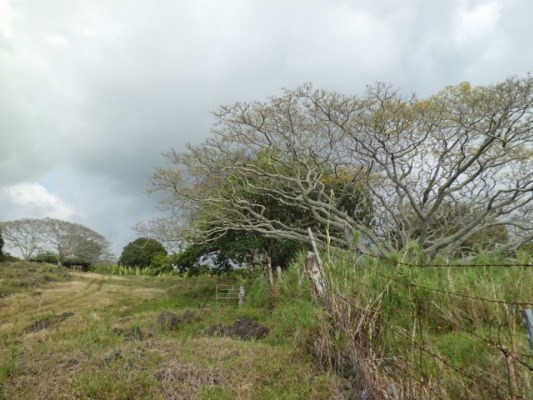 77-3147 Kuni O Road Holualoa, HI 96725 - Photo 2 of 7 a view of a green field