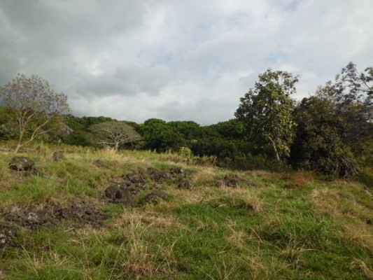 77-3147 Kuni O Road Holualoa, HI 96725 - Photo 6 of 7 a view of a field of grass and trees