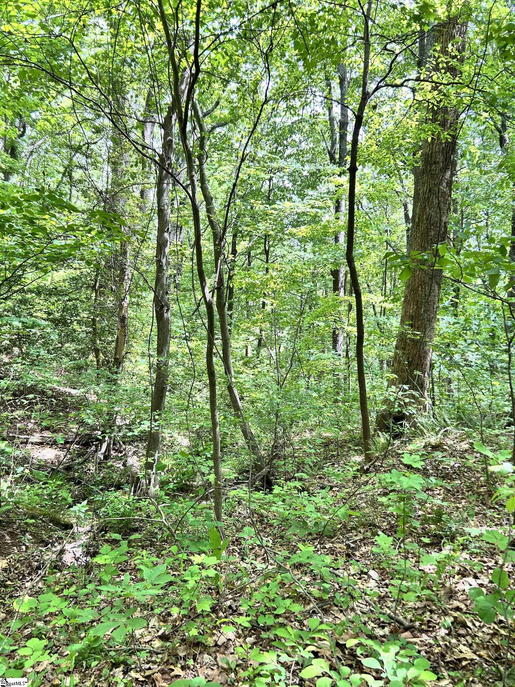 0 Needle Cragg Road Landrum, SC 29356 - Photo 4 of 14
