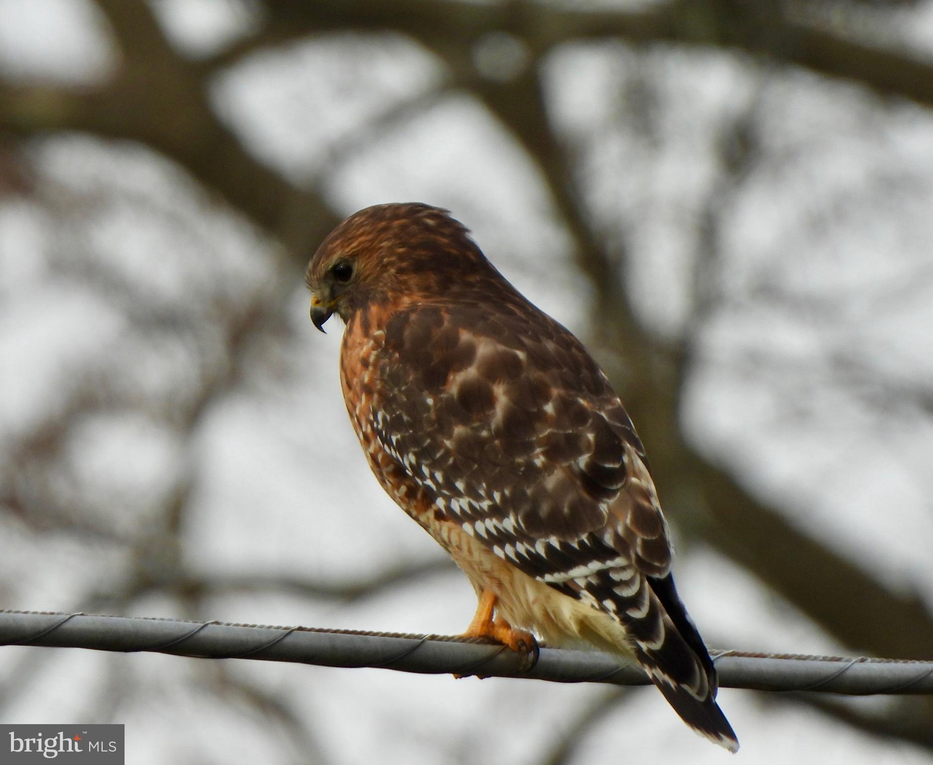 12000 Bethesda Church Road Damascus, MD 20872 - Photo 55 of 59 A regular visitor on his favorite perch