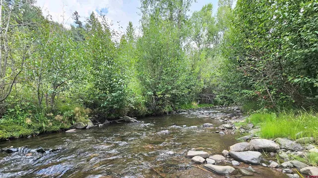 a pathway of a yard with plants and large trees
