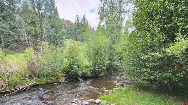 a view of a forest with trees in the background