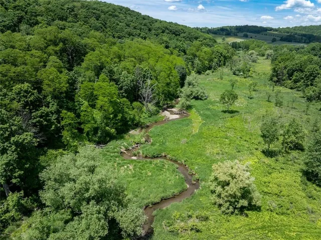 a view of a lush green forest with lots of trees