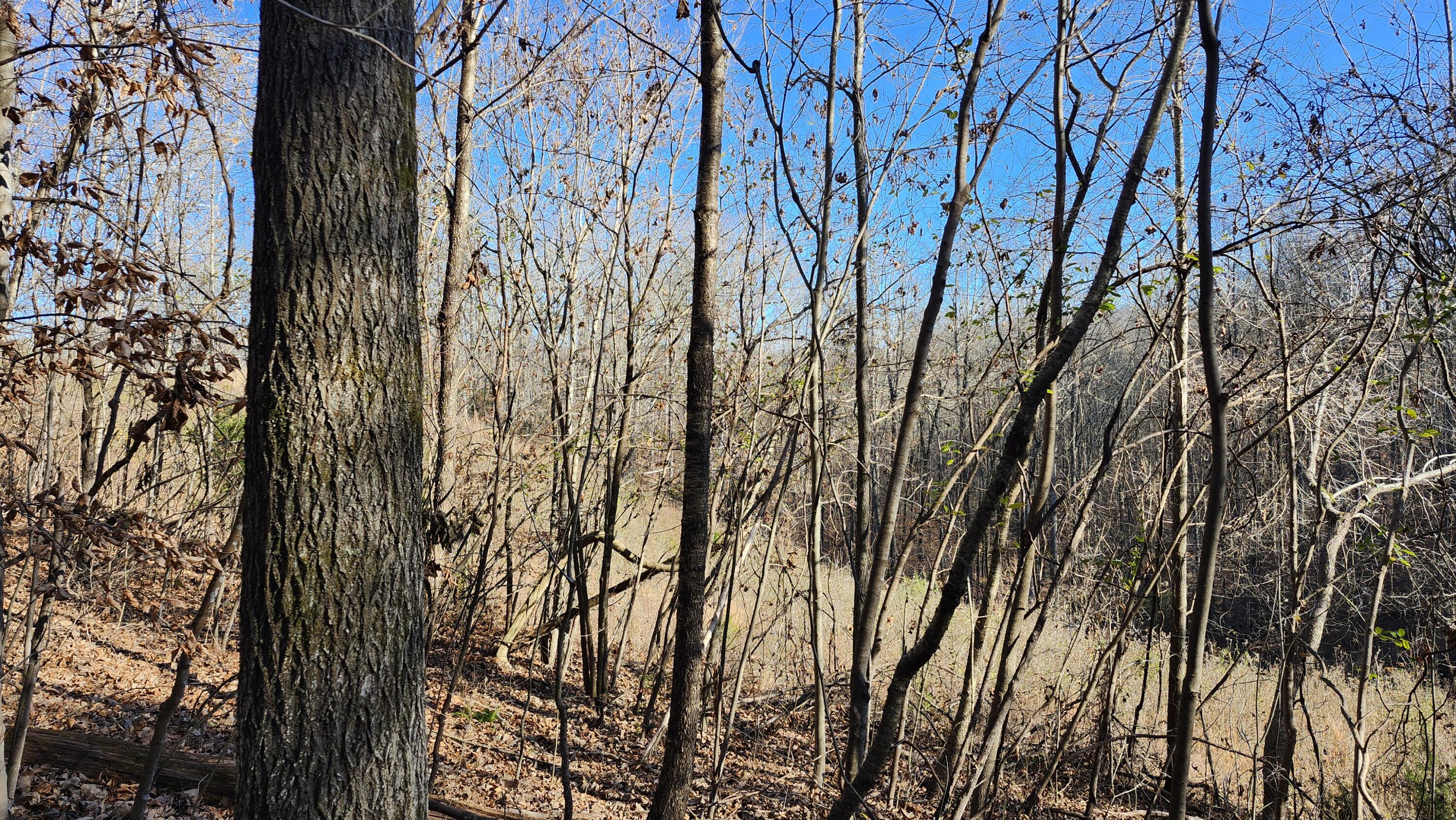 496 Hancock (5-acre Portion) Road Jasper, TN 37347 - Photo 14 of 20 20251213_132017 1