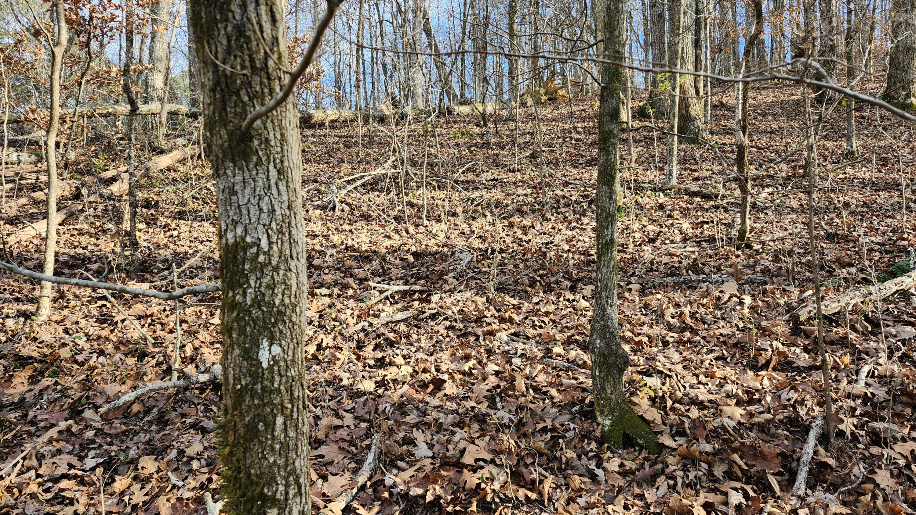 496 Hancock (5-acre Portion) Road Jasper, TN 37347 - Photo 2 of 20 20251212_141128